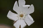 Bladder campion